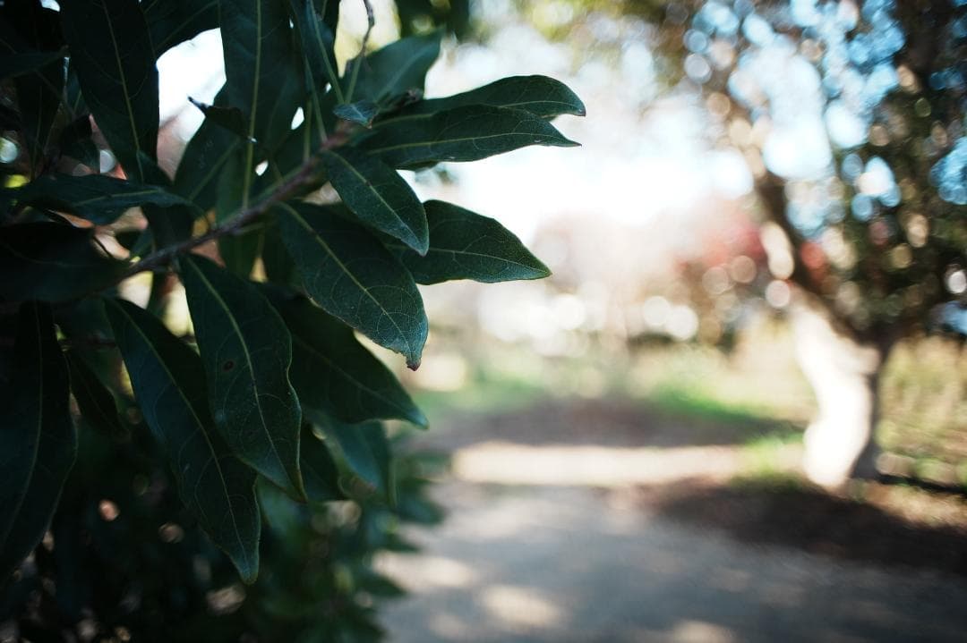 【整備＆テスト】オリンパス Zuiko auto-w 24mm F2.8 884