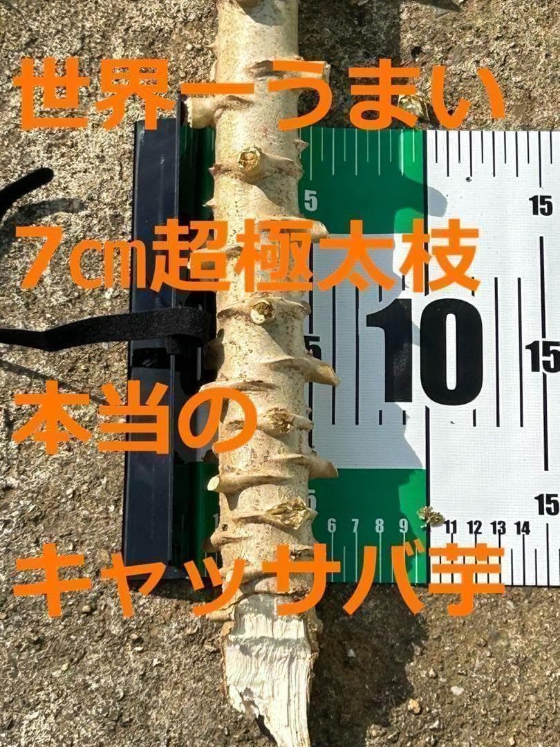 25本前後◆世界一、ゴールデン・キャッサバ＝太葉種◆挿し木枝＝60サイズ箱に満杯
