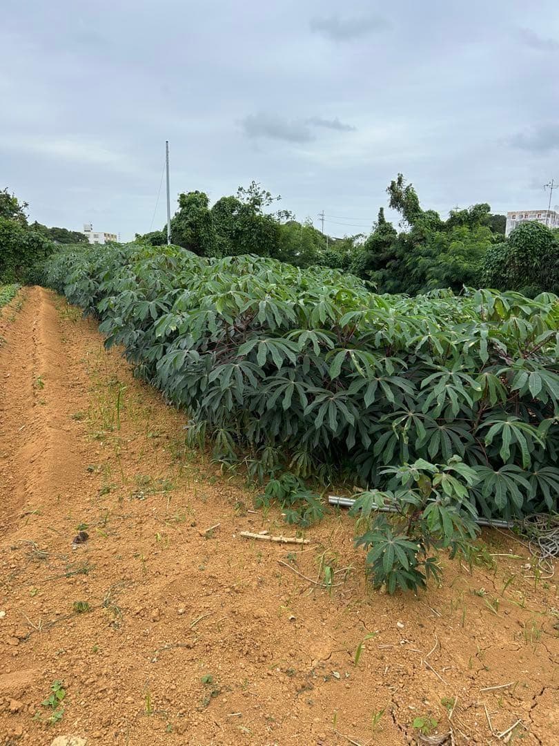 25本前後◆世界一、ゴールデン・キャッサバ＝太葉種◆挿し木枝＝60サイズ箱に満杯