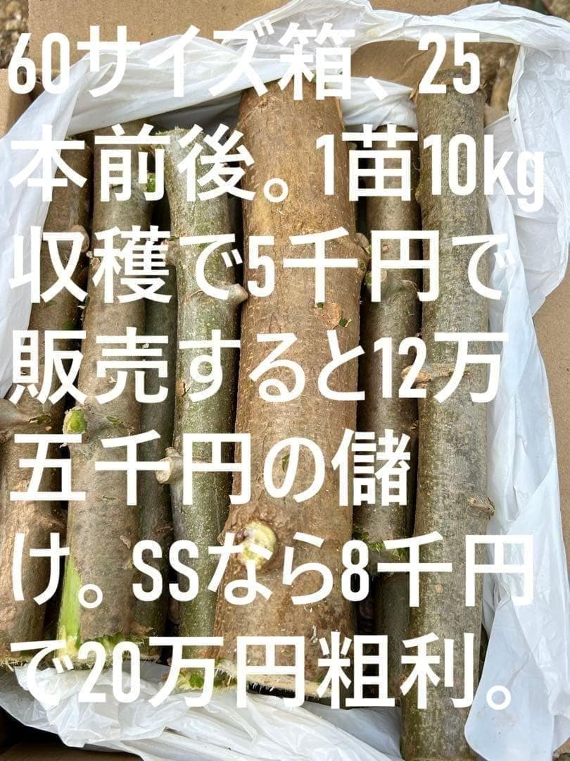 25本前後◆世界一、ゴールデン・キャッサバ＝太葉種◆挿し木枝＝60サイズ箱に満杯