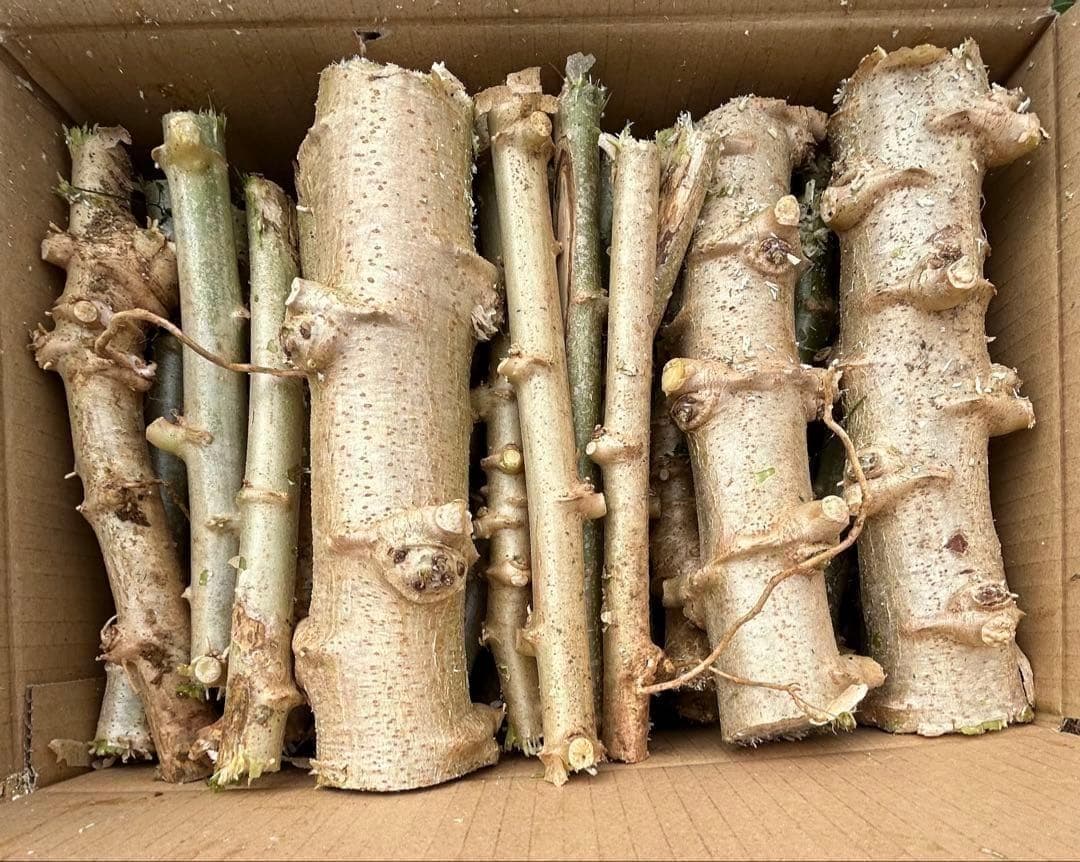 25本前後◆世界一、ゴールデン・キャッサバ＝太葉種◆挿し木枝＝60サイズ箱に満杯