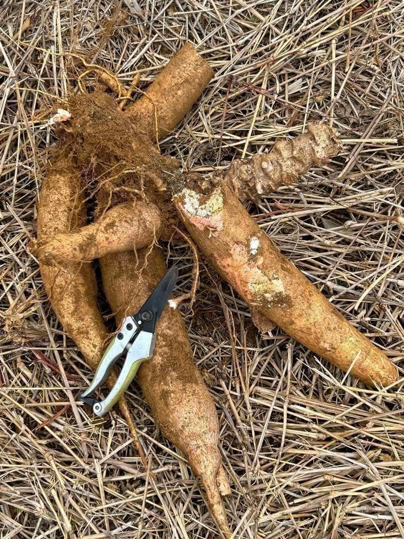 25本前後◆世界一、ゴールデン・キャッサバ＝太葉種◆挿し木枝＝60サイズ箱に満杯