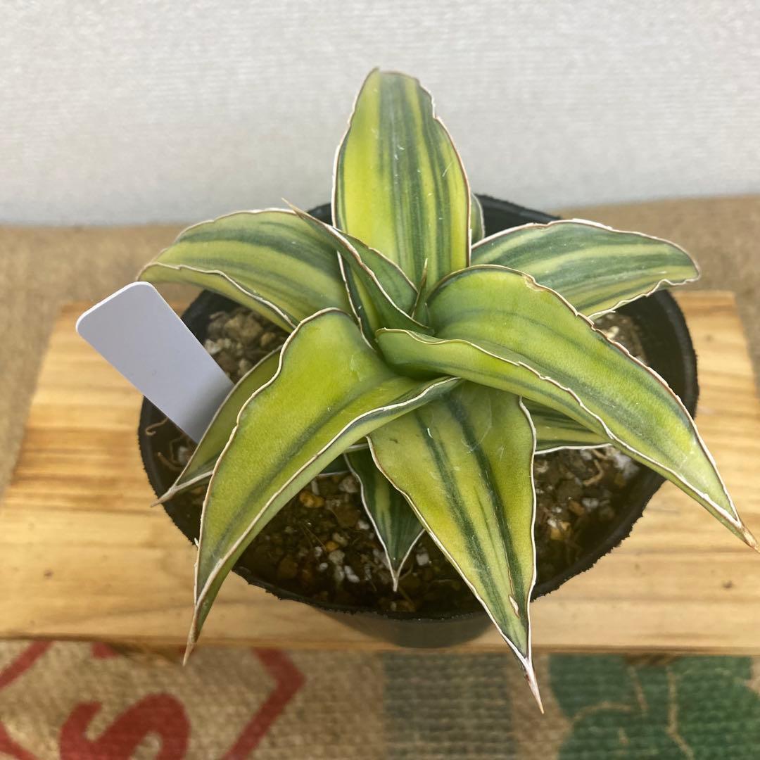 サンスベリア　ブルーキュー Sansevieria Blue Kew