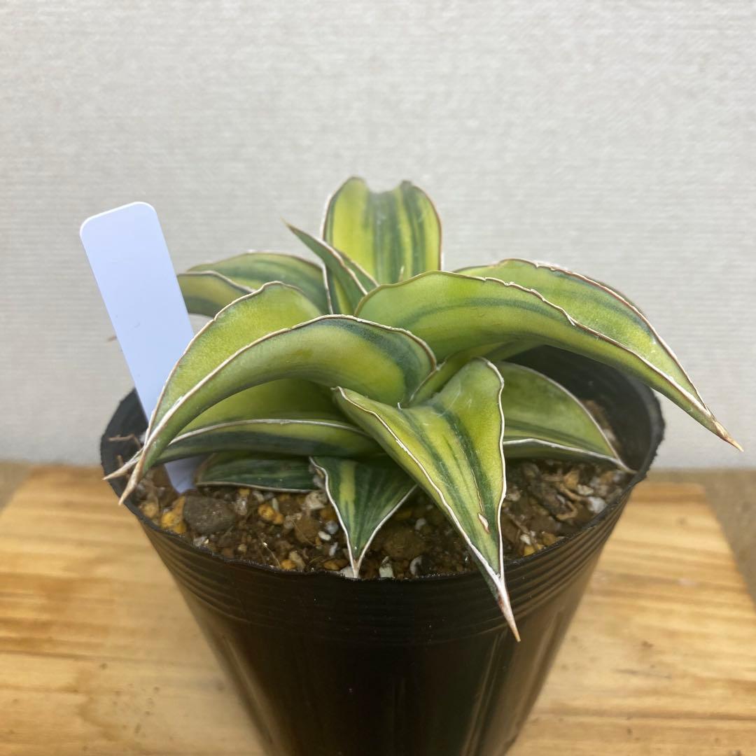 サンスベリア　ブルーキュー Sansevieria Blue Kew