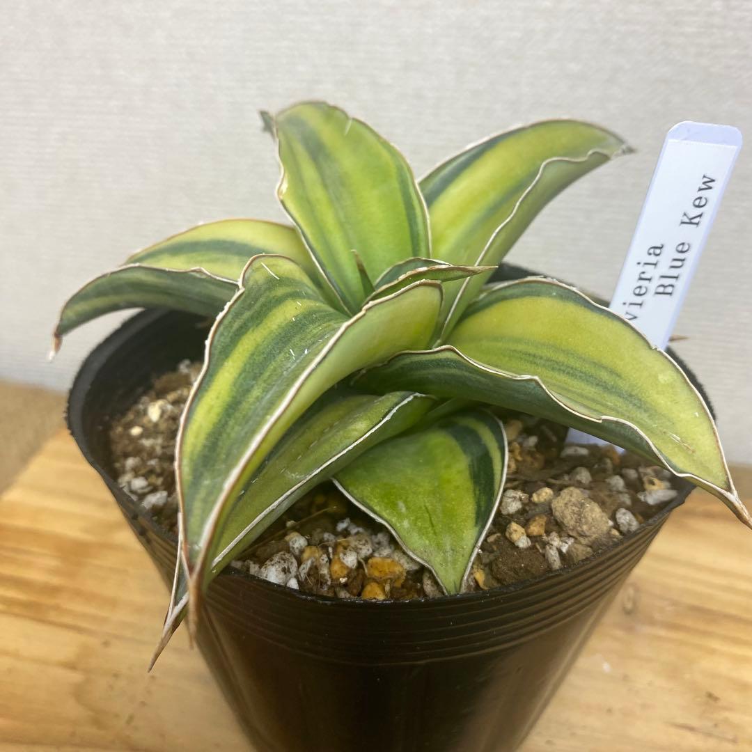 サンスベリア　ブルーキュー Sansevieria Blue Kew