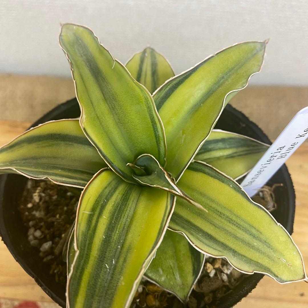 サンスベリア　ブルーキュー Sansevieria Blue Kew