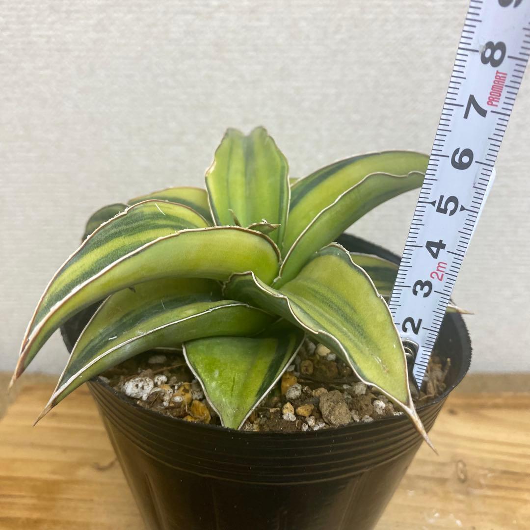 サンスベリア　ブルーキュー Sansevieria Blue Kew
