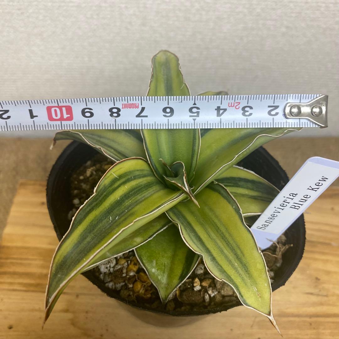サンスベリア　ブルーキュー Sansevieria Blue Kew