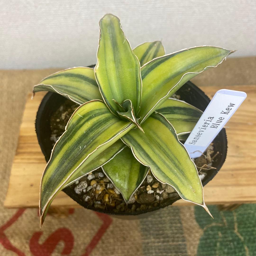 サンスベリア　ブルーキュー Sansevieria Blue Kew