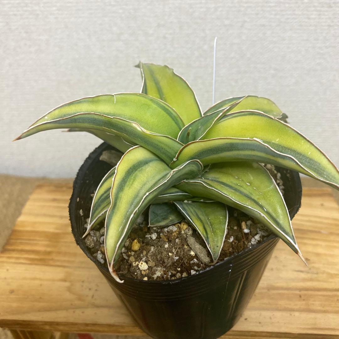 サンスベリア　ブルーキュー Sansevieria Blue Kew