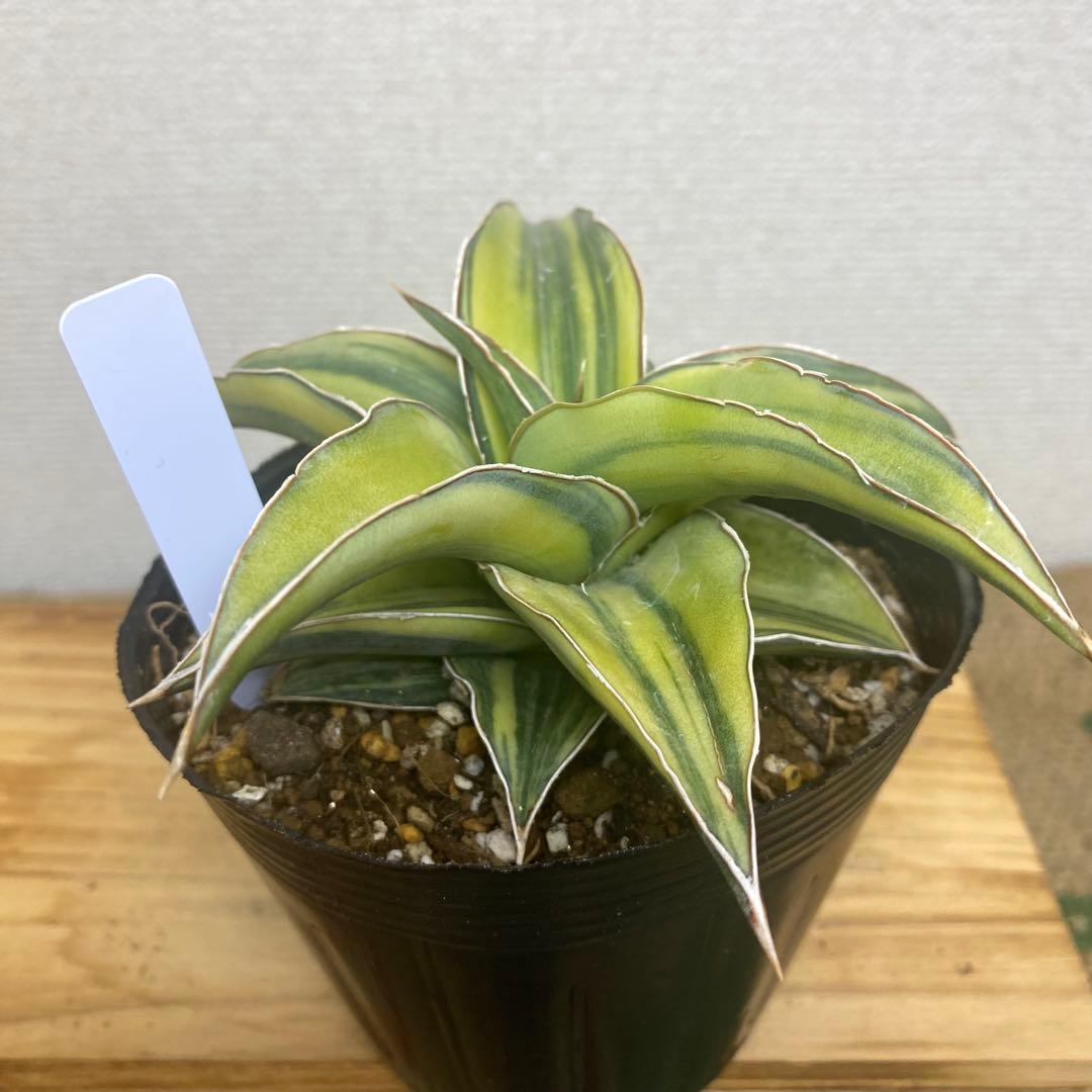 サンスベリア　ブルーキュー Sansevieria Blue Kew