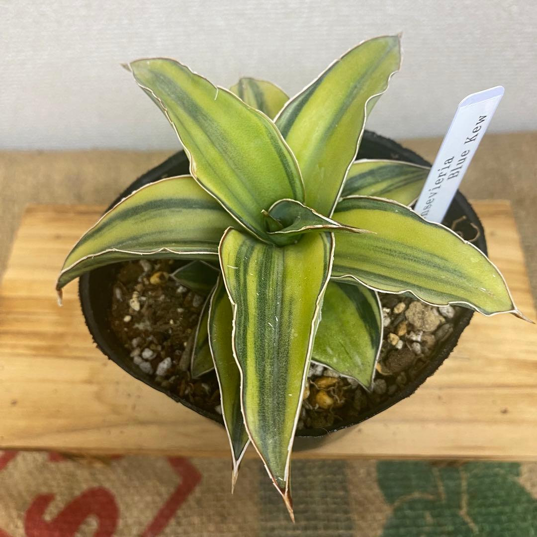 サンスベリア　ブルーキュー Sansevieria Blue Kew