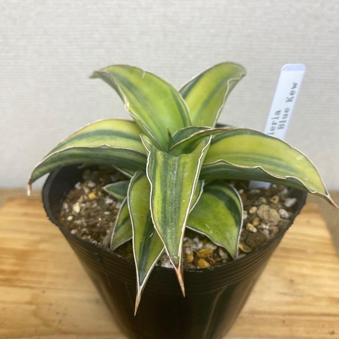 サンスベリア　ブルーキュー Sansevieria Blue Kew