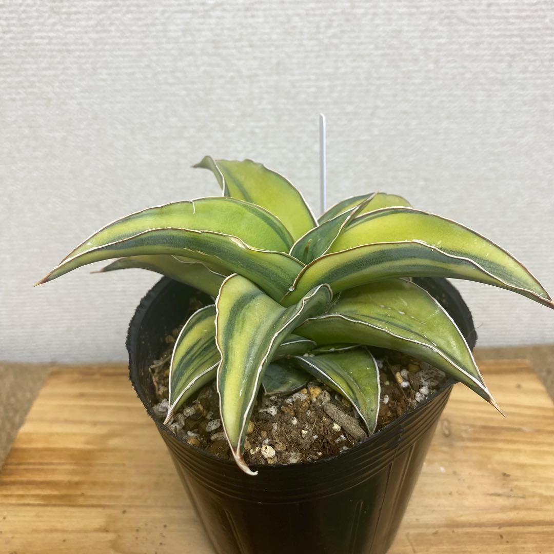 サンスベリア　ブルーキュー Sansevieria Blue Kew