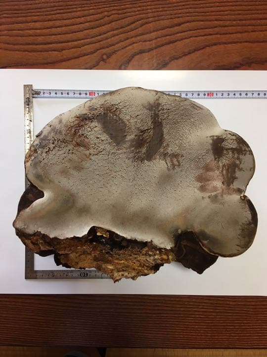 特大  さるのこしかけ