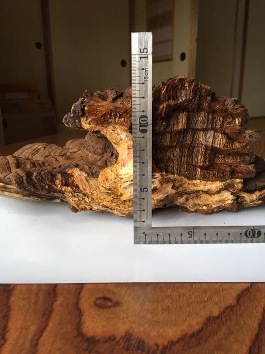 特大  さるのこしかけ