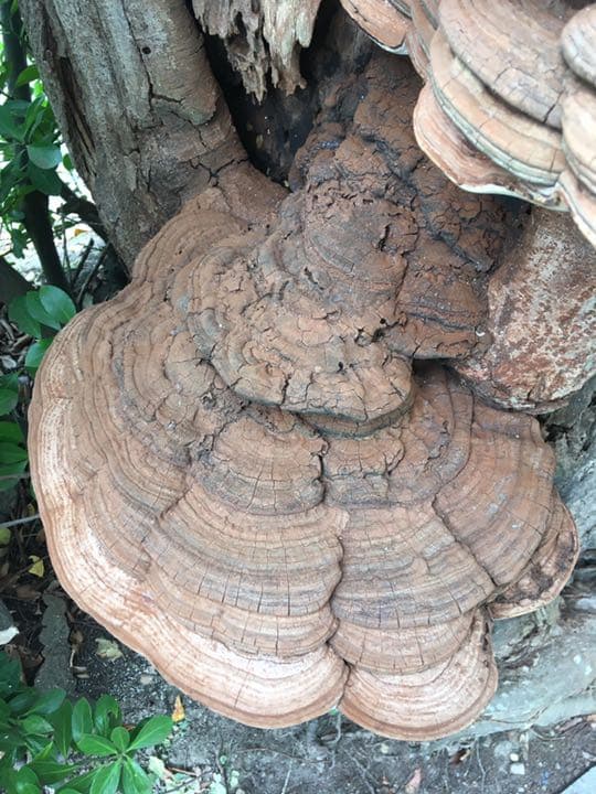 特大  さるのこしかけ