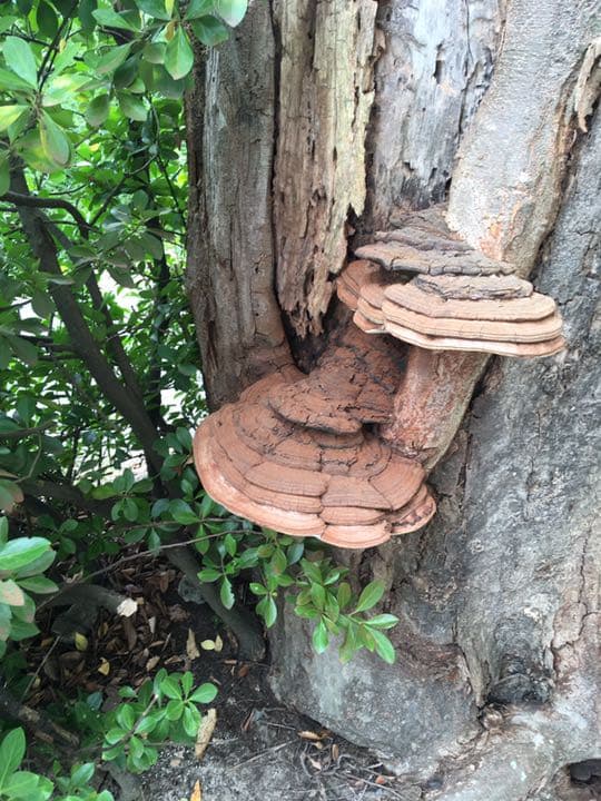 特大  さるのこしかけ