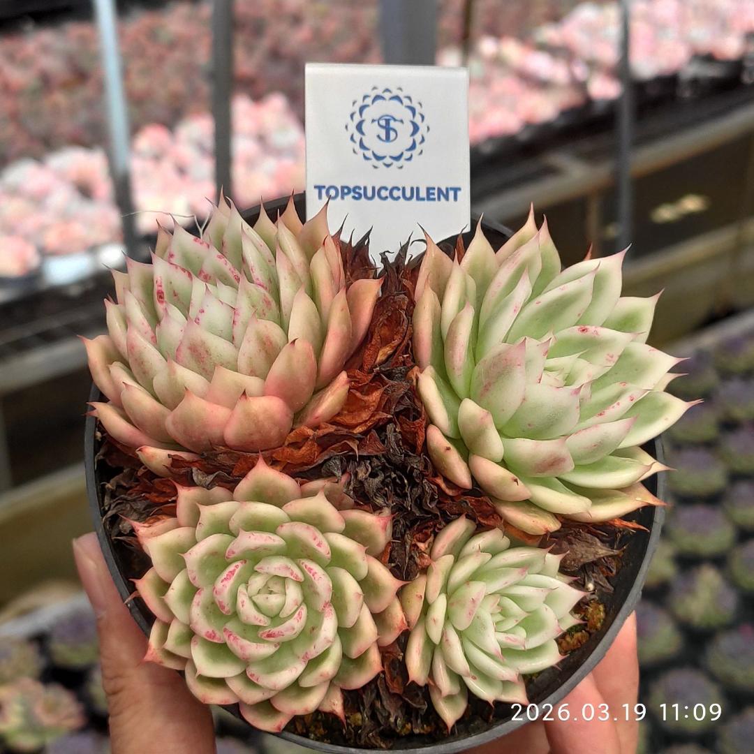 Top【選抜株】多肉植物　25290ヌダ　10個　鉢無し/脱土