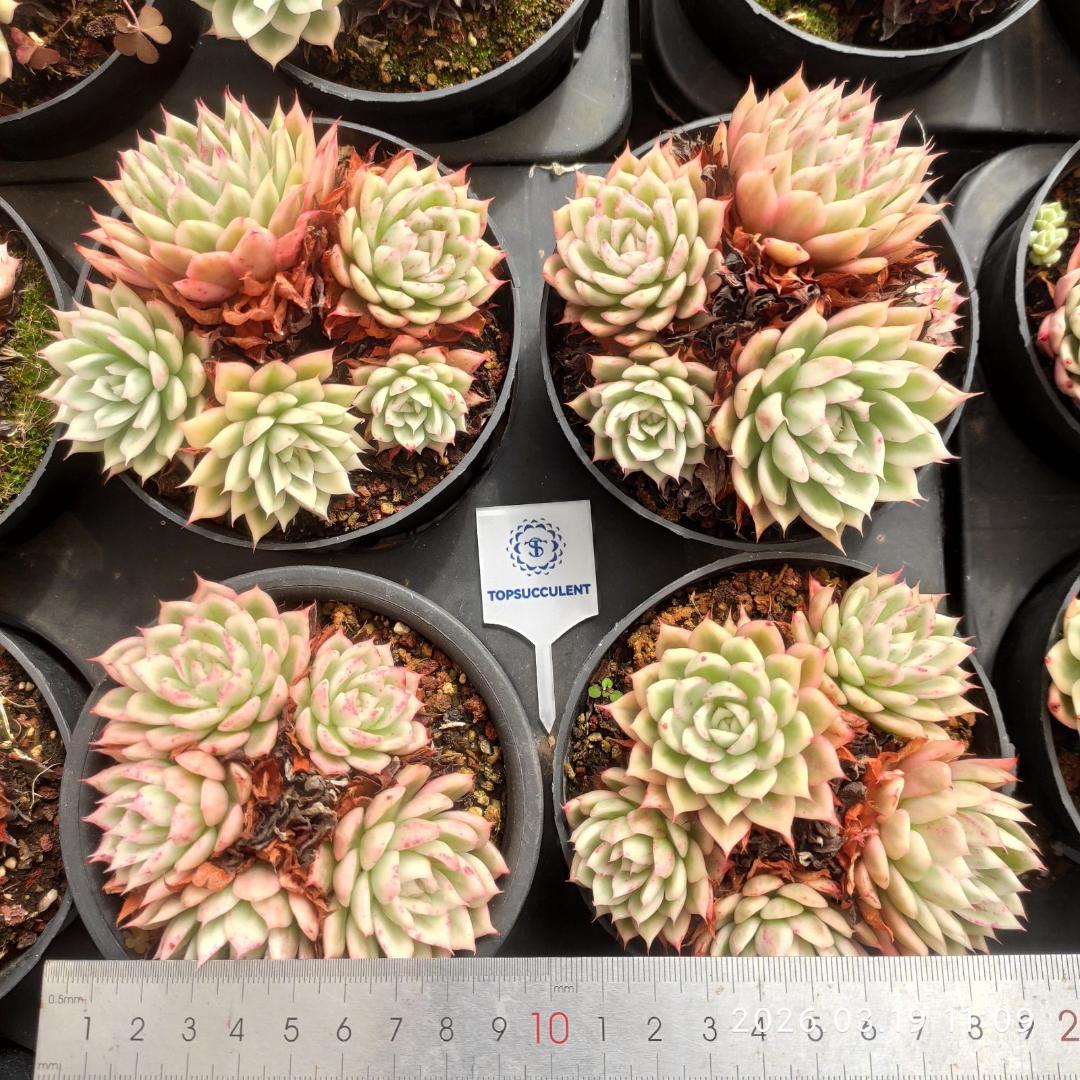 Top【選抜株】多肉植物　25290ヌダ　10個　鉢無し/脱土