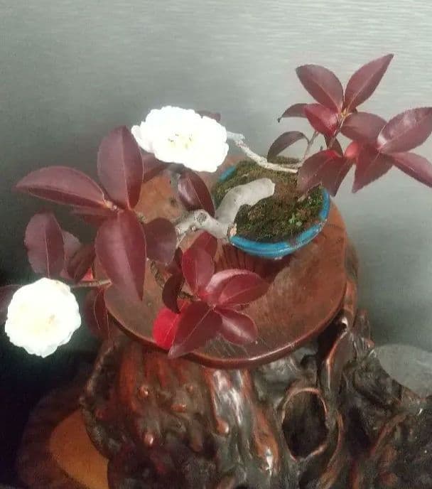※椿八重咲白花//赤紫の葉(花が落下しました)