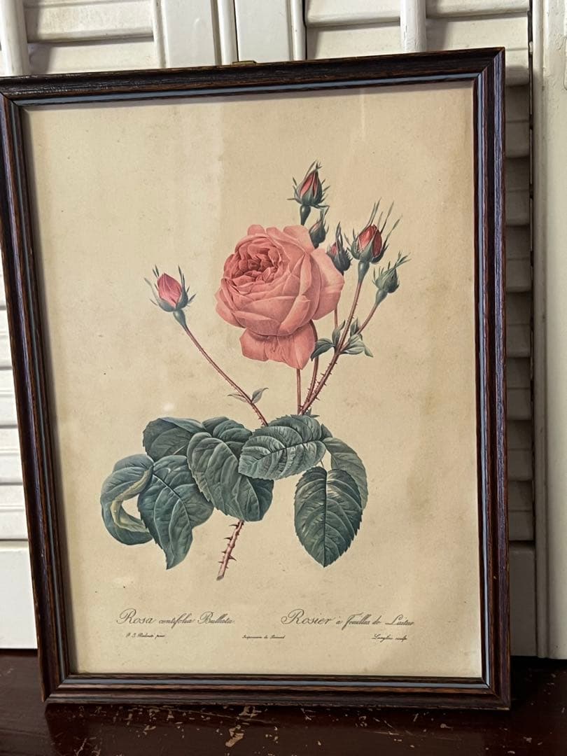 「Rosa centifolia」ボタニカルアート