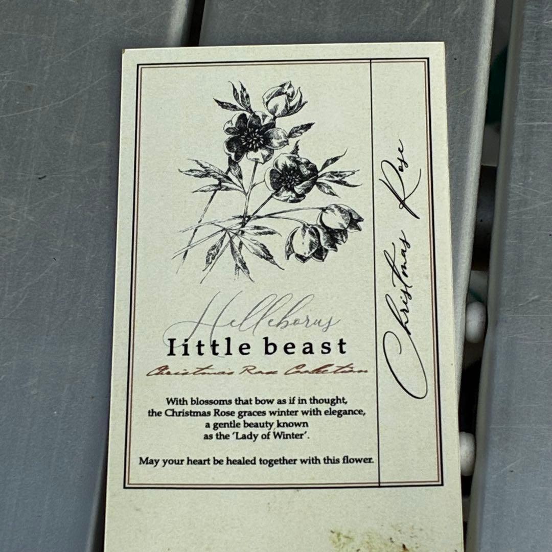 ラ*ク様 3477☘️限定1株☘️未株分☘️花タグ付☘️アトロ系⭐️小輪⭐️￼バ