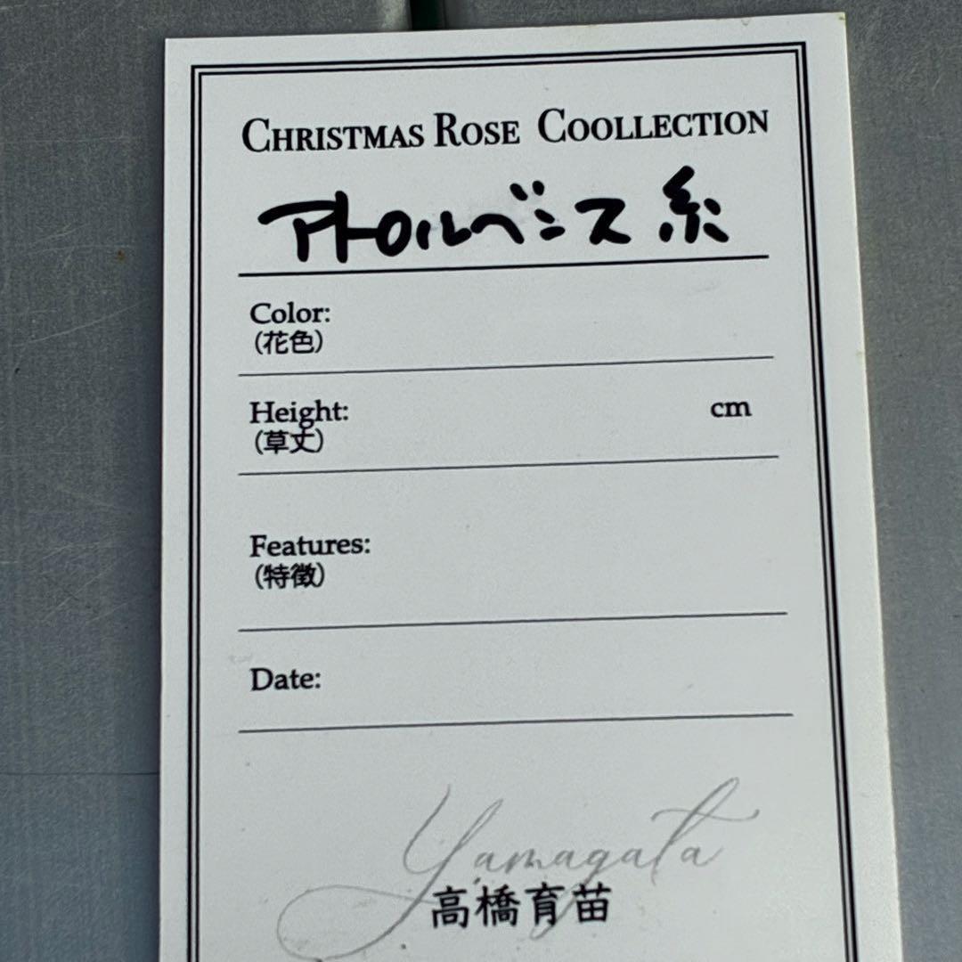 ラ*ク様 3477☘️限定1株☘️未株分☘️花タグ付☘️アトロ系⭐️小輪⭐️￼バ