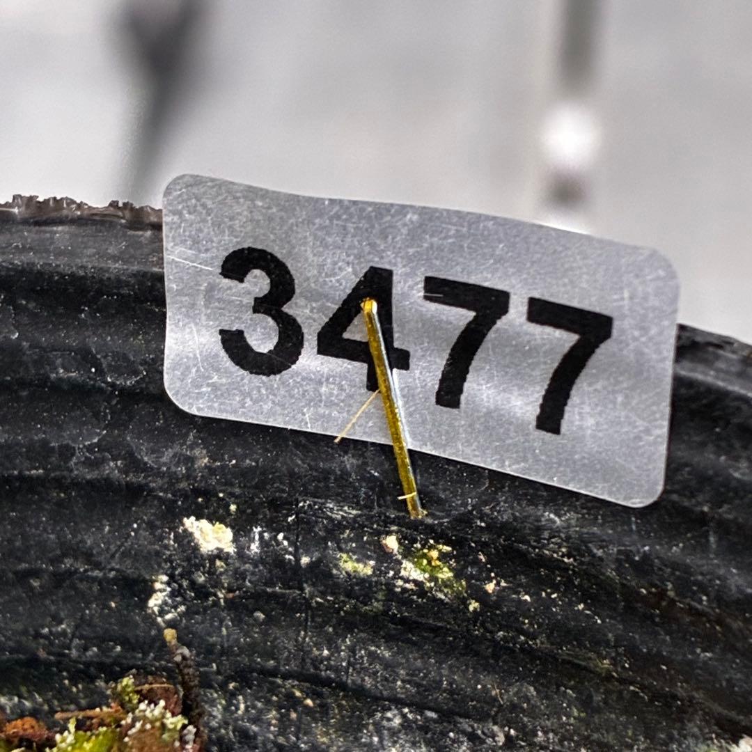 ラ*ク様 3477☘️限定1株☘️未株分☘️花タグ付☘️アトロ系⭐️小輪⭐️￼バ