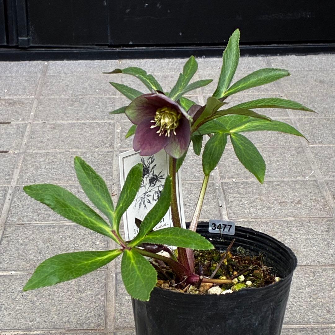 ラ*ク様 3477☘️限定1株☘️未株分☘️花タグ付☘️アトロ系⭐️小輪⭐️￼バ