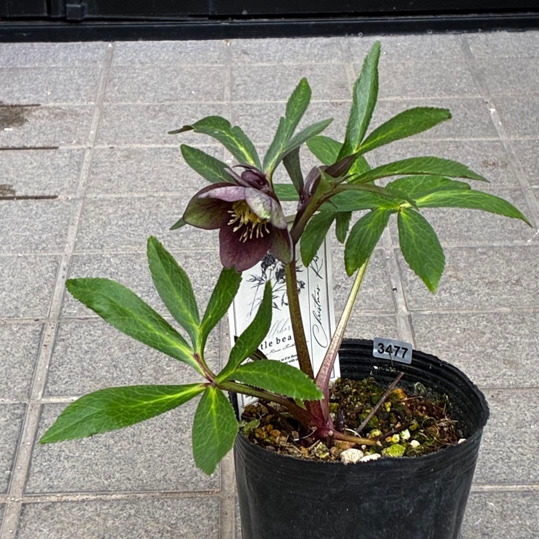 ラ*ク様 3477☘️限定1株☘️未株分☘️花タグ付☘️アトロ系⭐️小輪⭐️￼バ