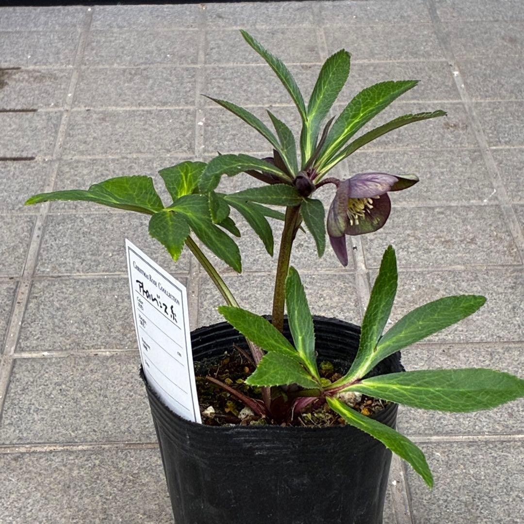 ラ*ク様 3477☘️限定1株☘️未株分☘️花タグ付☘️アトロ系⭐️小輪⭐️￼バ