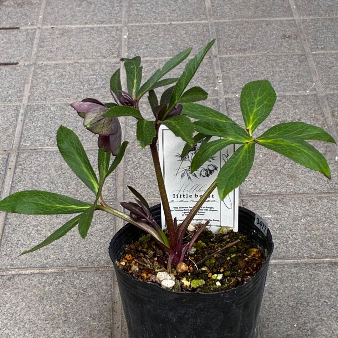 ラ*ク様 3477☘️限定1株☘️未株分☘️花タグ付☘️アトロ系⭐️小輪⭐️￼バ