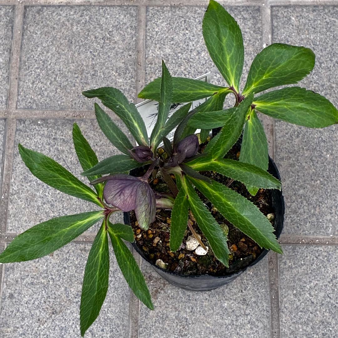 ラ*ク様 3477☘️限定1株☘️未株分☘️花タグ付☘️アトロ系⭐️小輪⭐️￼バ