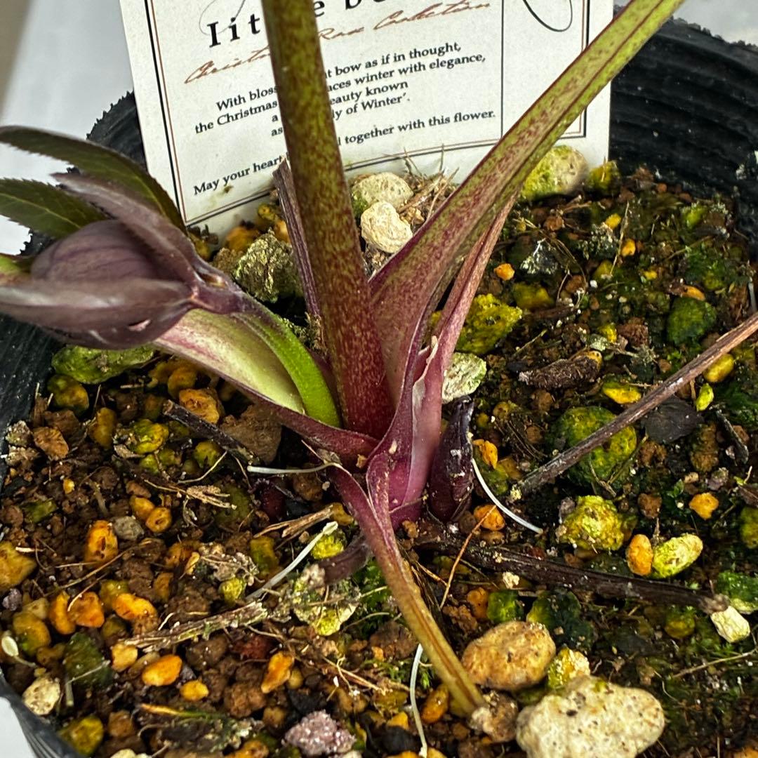 ラ*ク様 3477☘️限定1株☘️未株分☘️花タグ付☘️アトロ系⭐️小輪⭐️￼バ