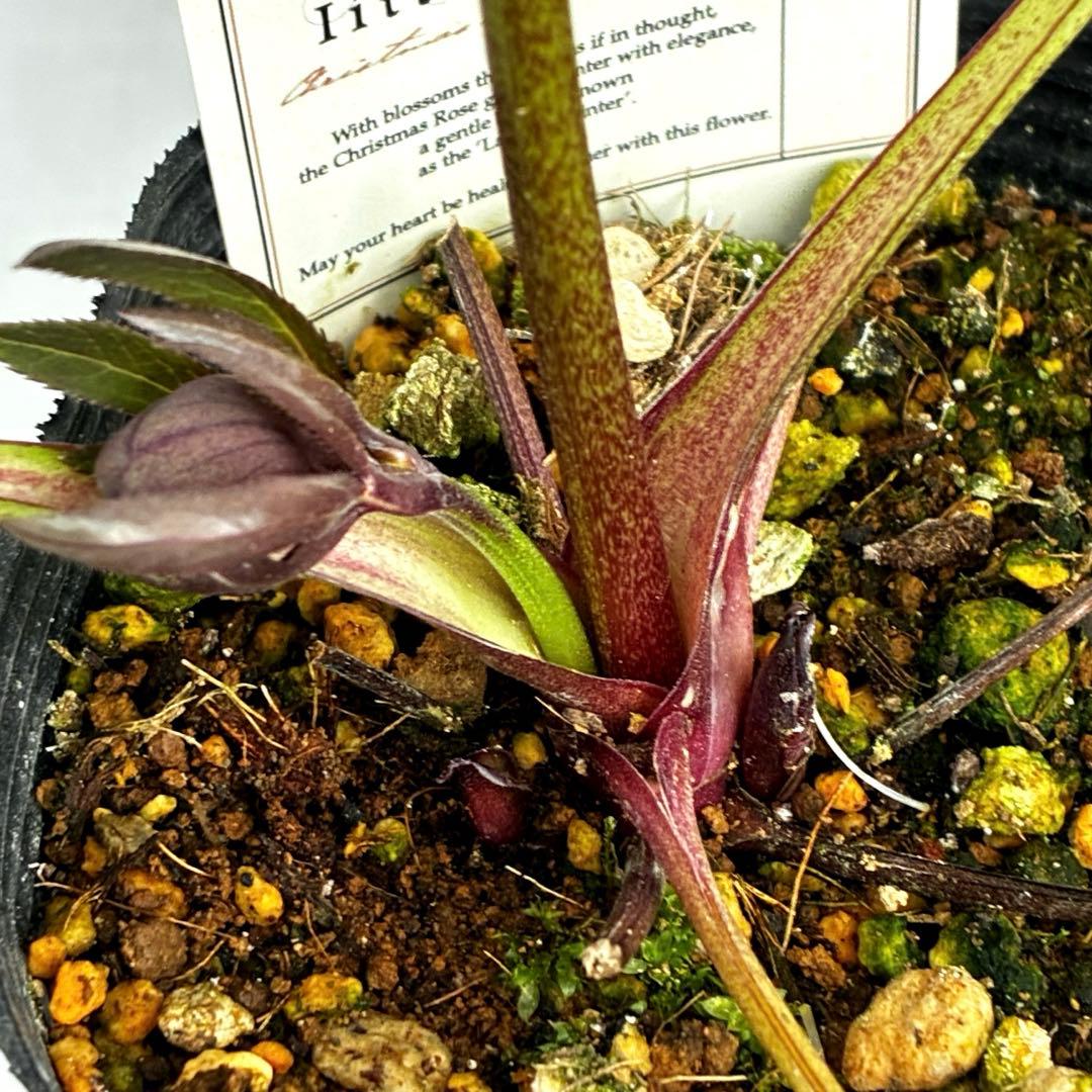 ラ*ク様 3477☘️限定1株☘️未株分☘️花タグ付☘️アトロ系⭐️小輪⭐️￼バ