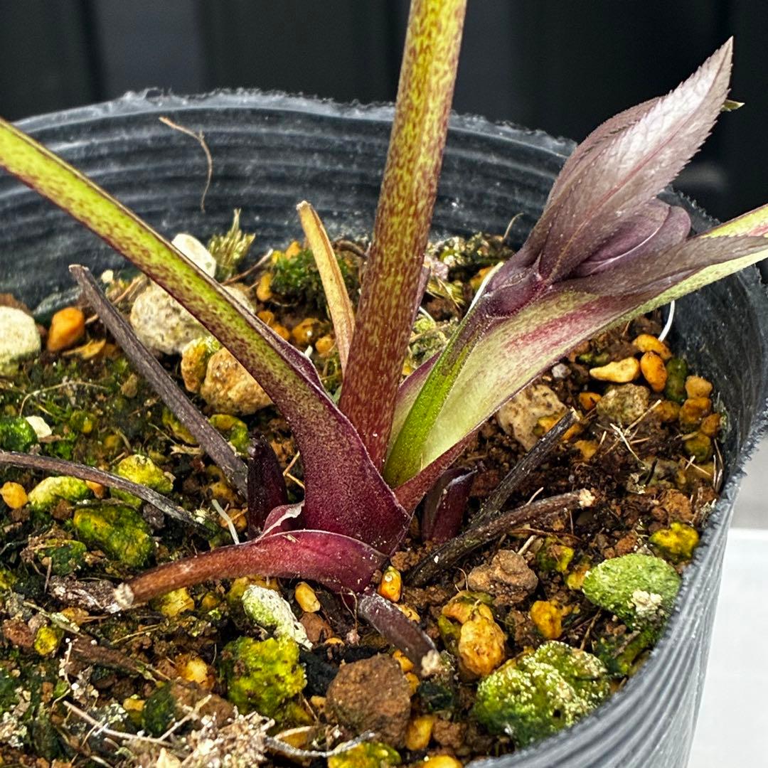 ラ*ク様 3477☘️限定1株☘️未株分☘️花タグ付☘️アトロ系⭐️小輪⭐️￼バ