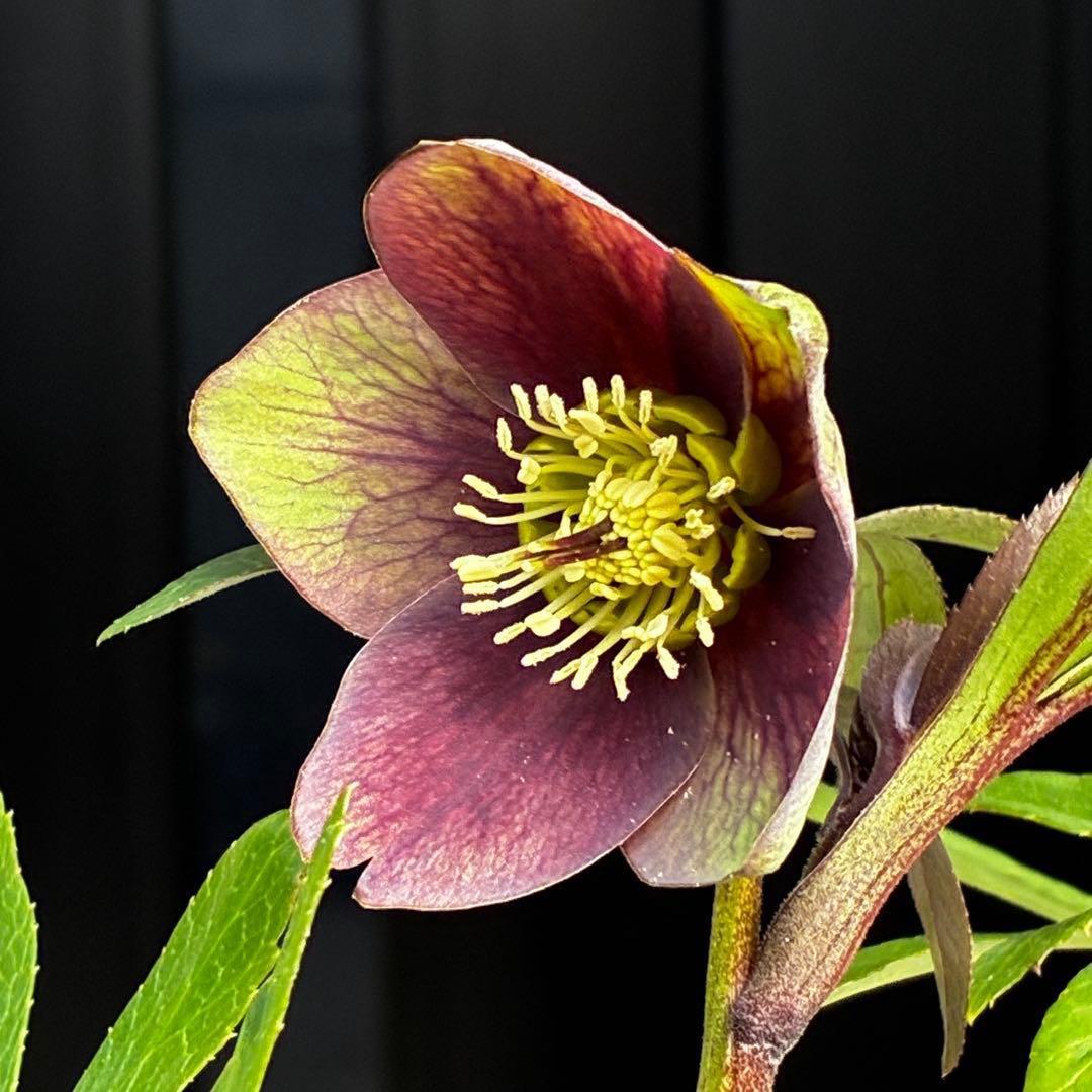 ラ*ク様 3477☘️限定1株☘️未株分☘️花タグ付☘️アトロ系⭐️小輪⭐️￼バ