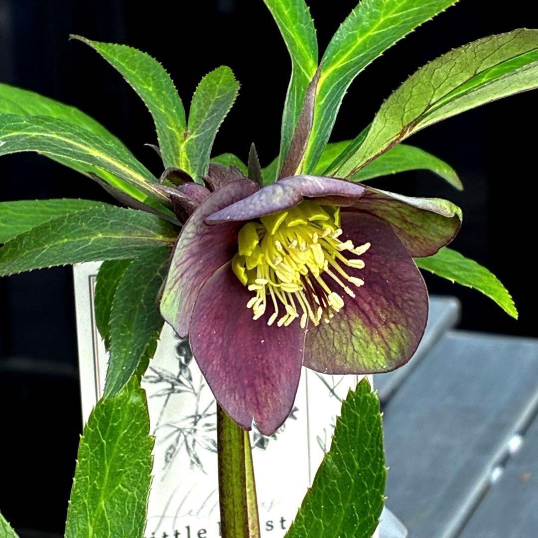 ラ*ク様 3477☘️限定1株☘️未株分☘️花タグ付☘️アトロ系⭐️小輪⭐️￼バ