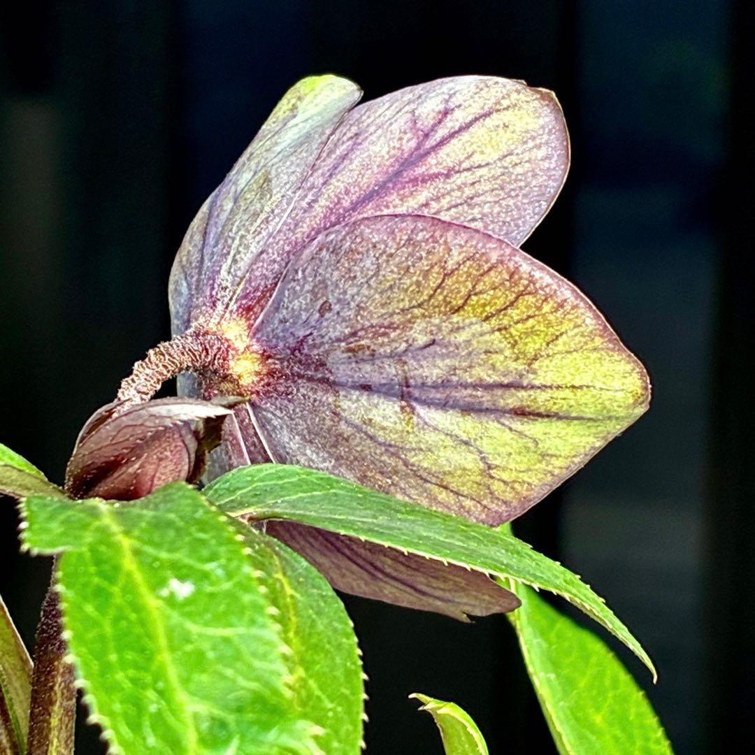 ラ*ク様 3477☘️限定1株☘️未株分☘️花タグ付☘️アトロ系⭐️小輪⭐️￼バ