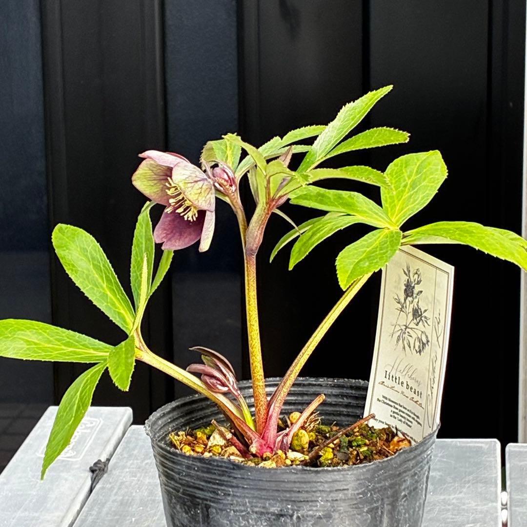 ラ*ク様 3477☘️限定1株☘️未株分☘️花タグ付☘️アトロ系⭐️小輪⭐️￼バ