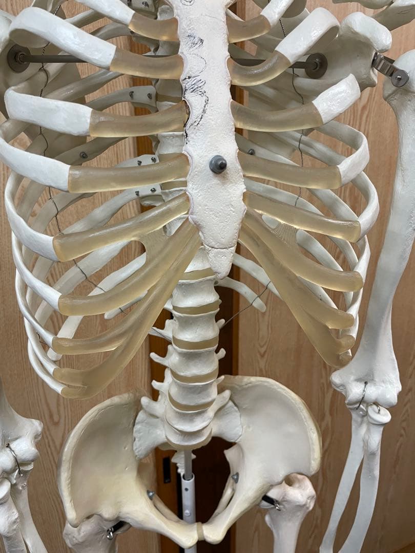 3B Scientific 人体骨格模型 直立型スタンド仕様