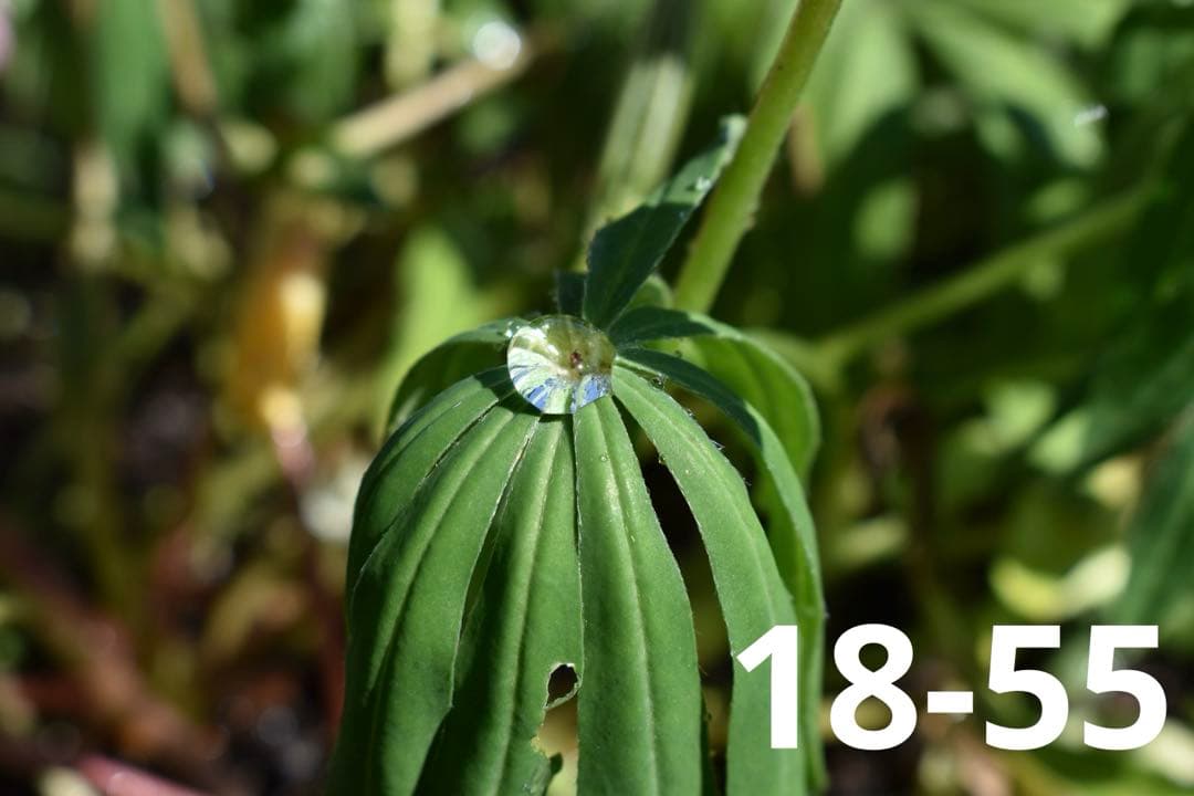 新品級✨️Nikon D5600★ショット数84！ダブルズーム＆WiFi付！