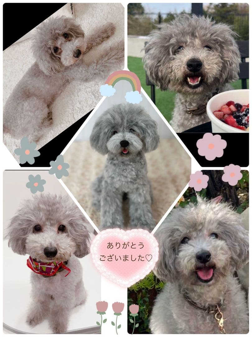 ＊羊毛フェルト＊うちの子オーダー