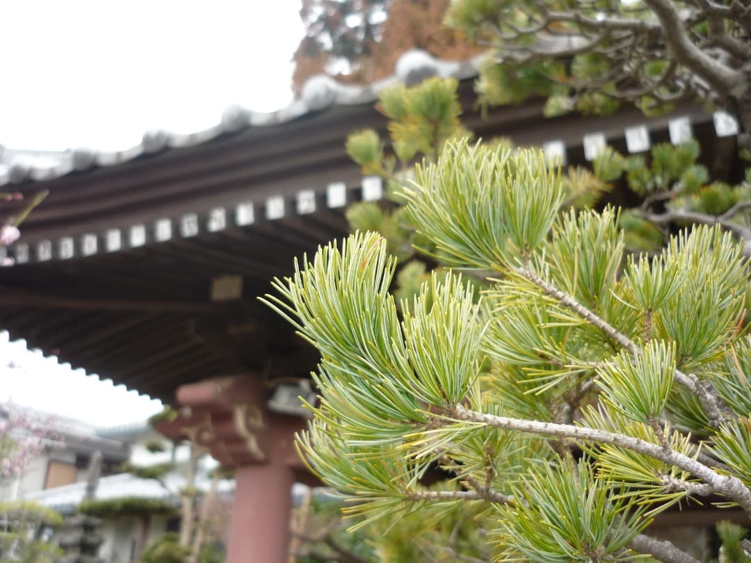 実写美⭕️【動作確認済】Panasonic LUMIX DMC-FS3 シルバー