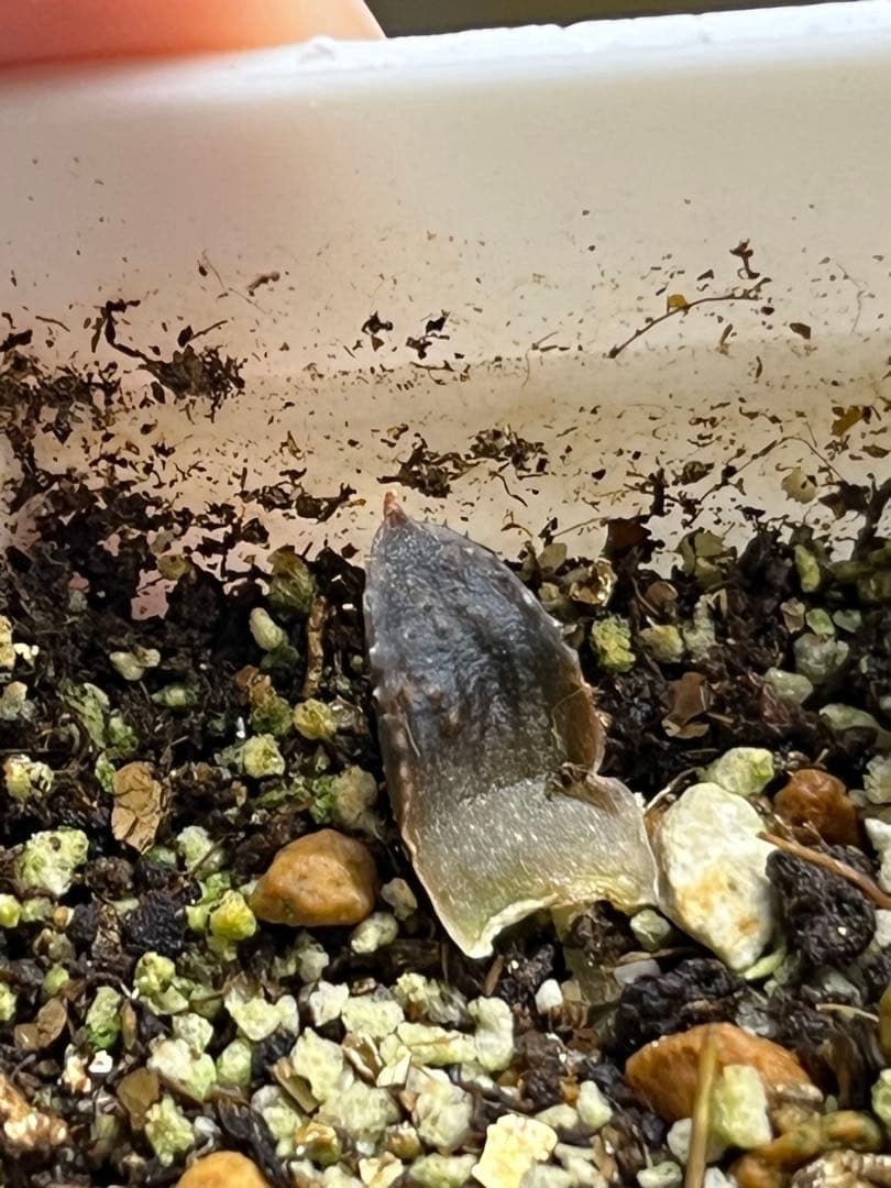 ハオルチア　闇の森　葉挿し　発根済み