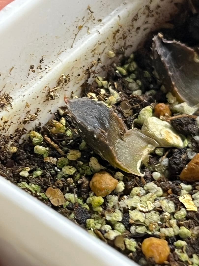 ハオルチア　闇の森　葉挿し　発根済み