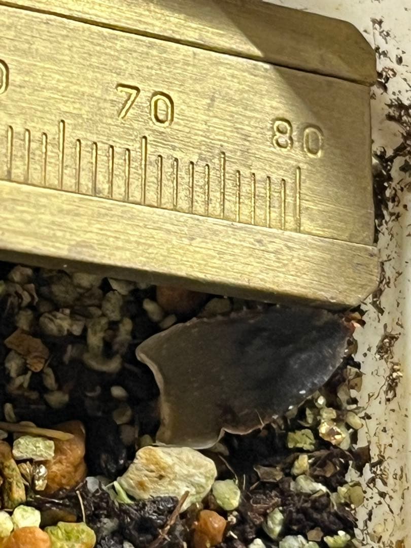 ハオルチア　闇の森　葉挿し　発根済み