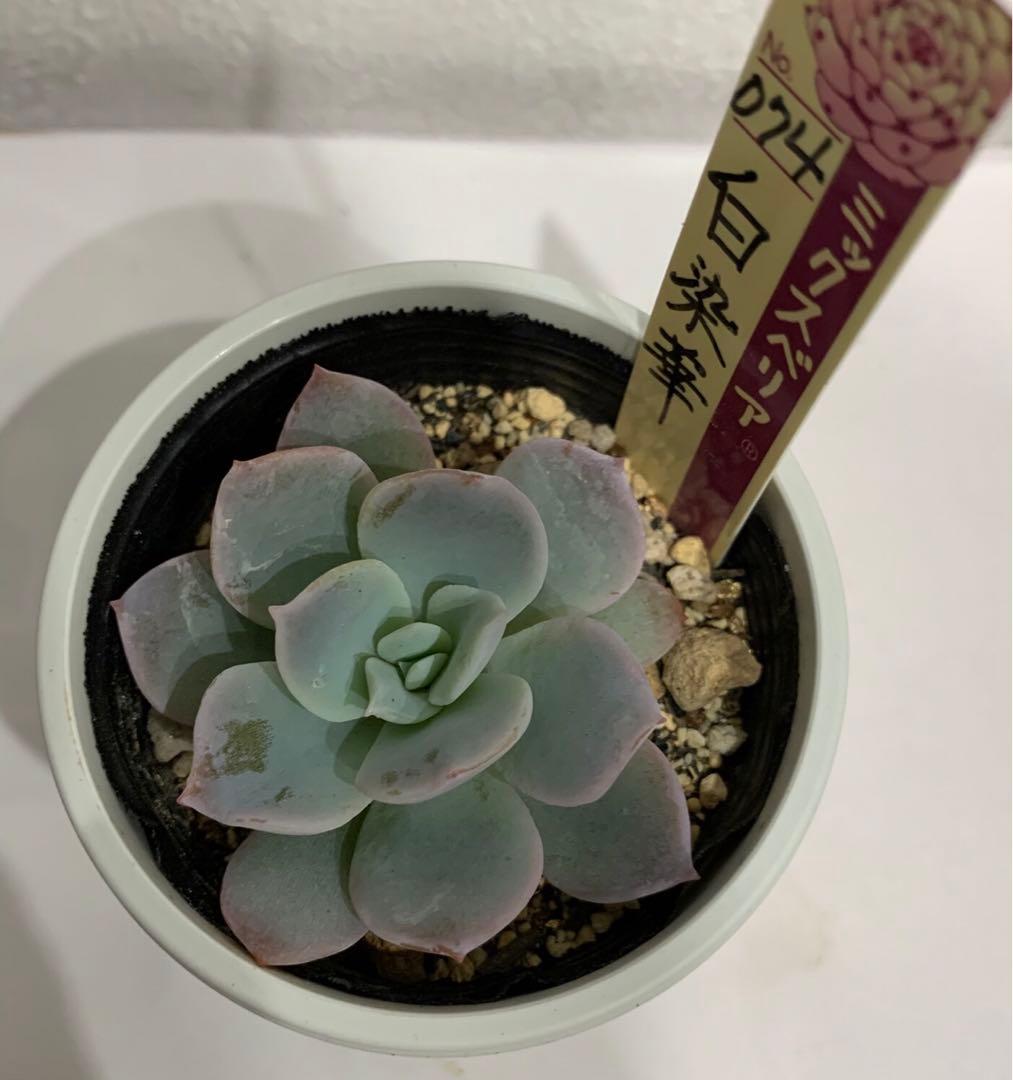 おらいさん苗　074 白染華　札つき鉢ごと