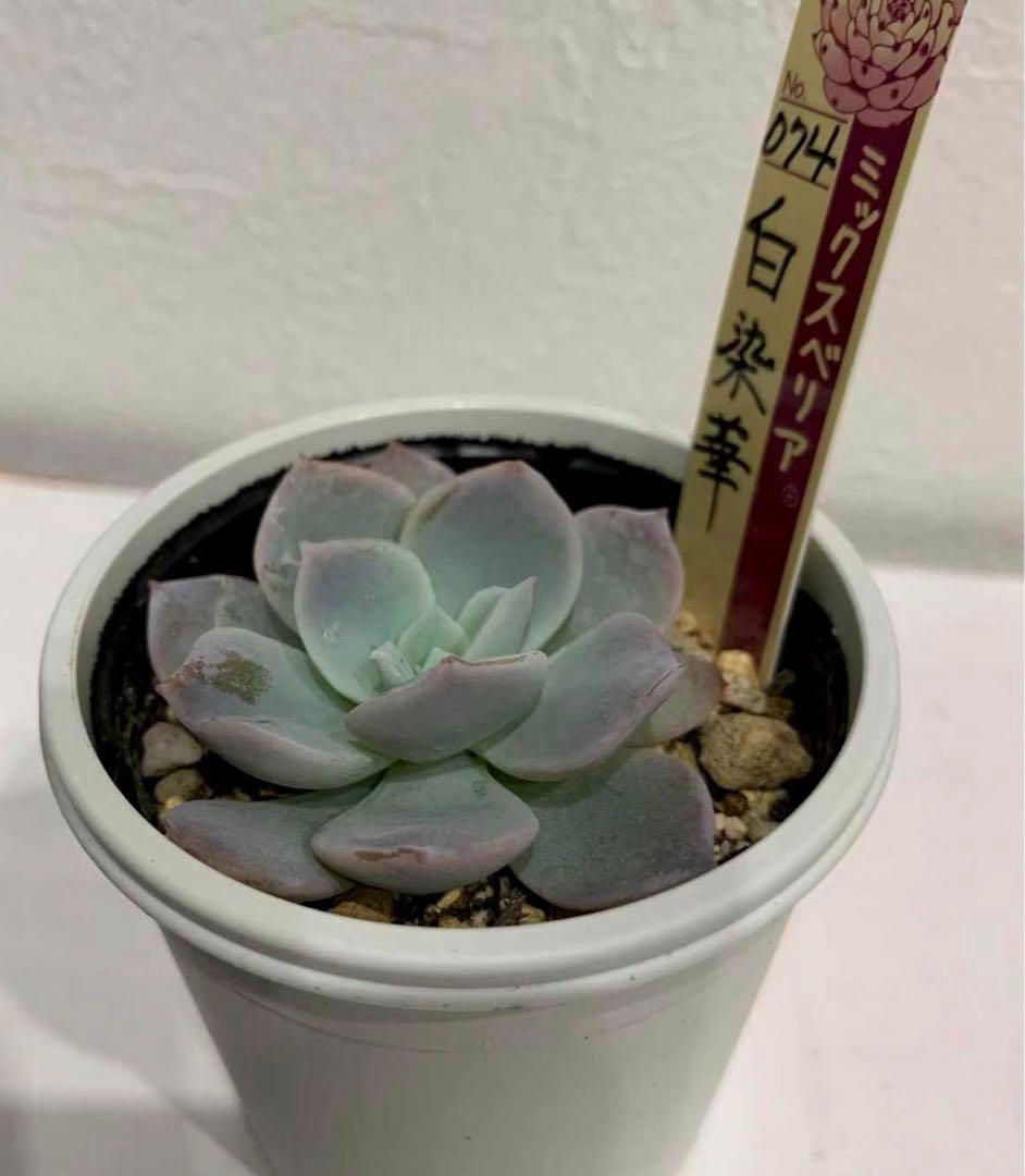 おらいさん苗　074 白染華　札つき鉢ごと